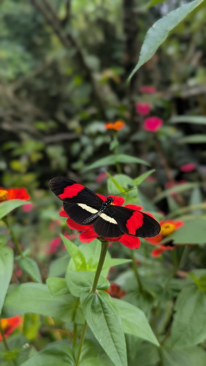 Flora y fauna - Truchas San Ignacio 13