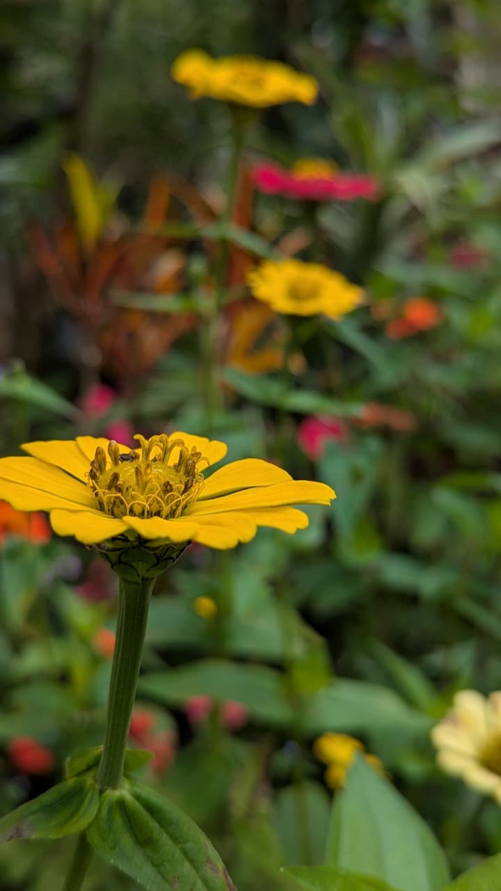 Flora y fauna - Truchas San Ignacio 3