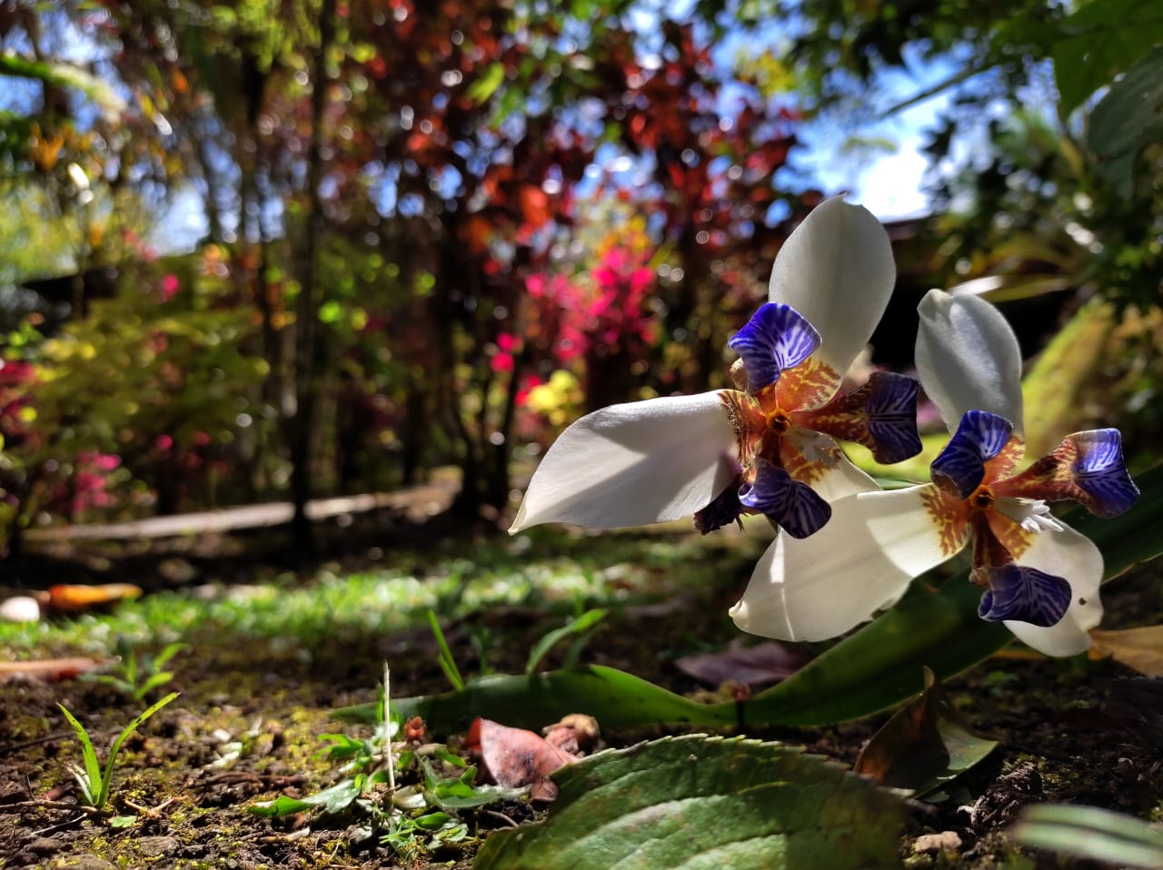 Flora y fauna - Truchas San Ignacio 6