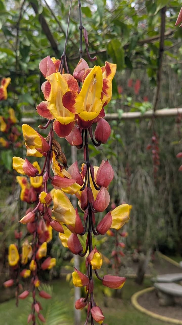 Flora y fauna - Truchas San Ignacio 7